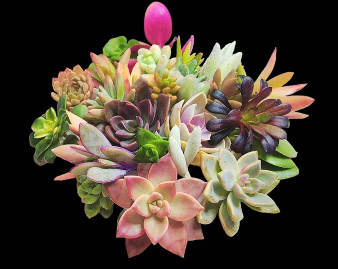 Succulent Cuttings Kit Mini Aeonium Echeveria Assorted Unrooted Propagation Bundle DIY Garden Gift for Centerpieces or Projects