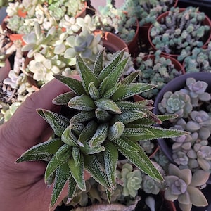 Haworthia Zebra Plant Live Succulent Easy Care Desk Plant Office Gift Indoor Beginner Houseplant 2 or 4 Inch Pot