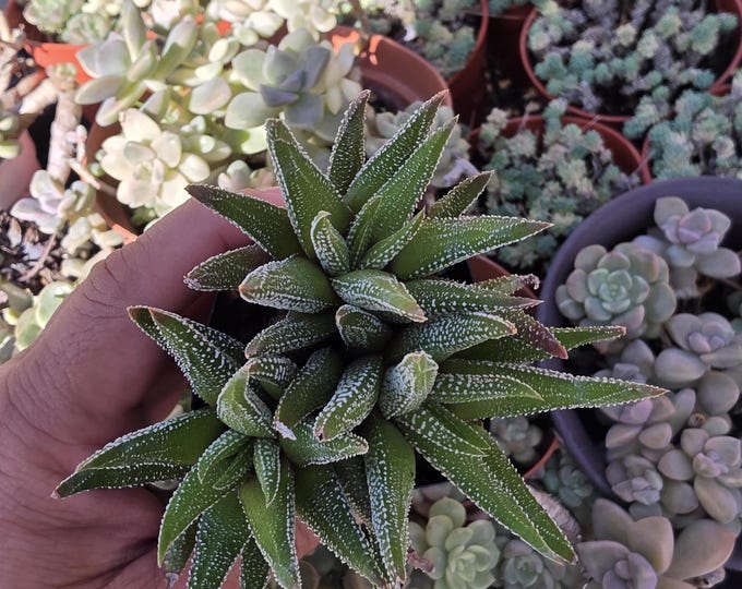 Haworthia Zebra Plant – Live Desk Succulent for Office or Indoor Decor (2" or 4" Pot)