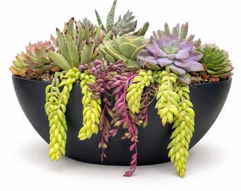 18 Inch Black Boat Succulent Centerpiece Large Modern Botanical Arrangement