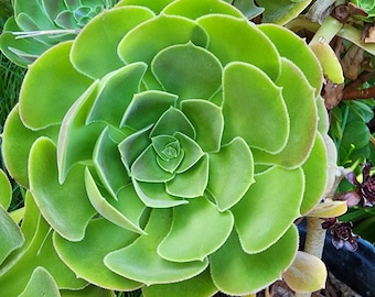 Aeonium Rosette Canary Succulent Cutting – Unique Outdoor Landscape Plant for Garden, Front Lawn Accent, DIY Succulent Garden