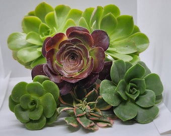 5 Live Assorted Aeonium succulent Plant cutting party favors succulent plant fairy dish garden DIY project garden arrangement