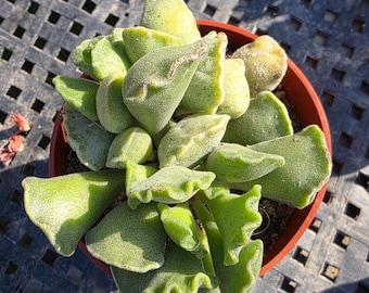 Live Rare Succulent Adromischus cristatus Crinkle-Leaf Plant Key Lime Pie Perfect DIY Fairy Gardens Dish Landscape Home Decor Event Favors