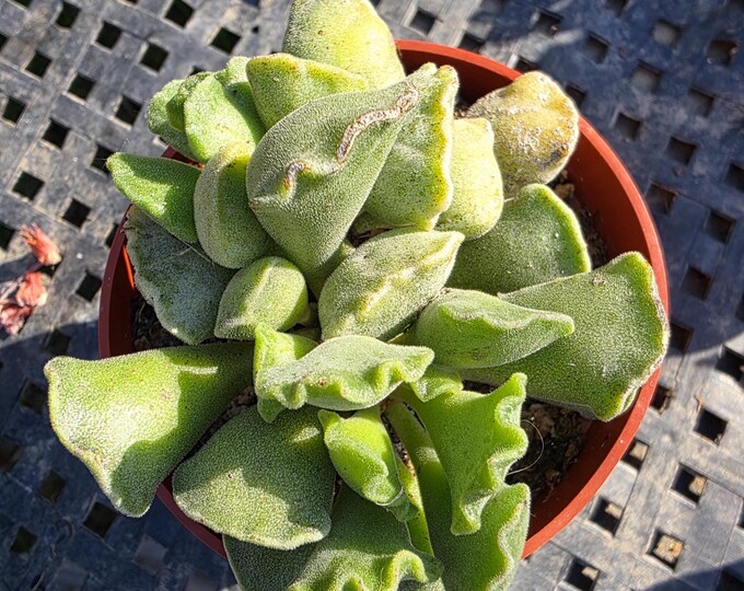 Live Rare Succulent Adromischus cristatus Crinkle-Leaf Plant Key Lime Pie Perfect DIY Fairy Gardens Dish Landscape Home Decor Event Favors