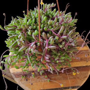 String of Ruby Succulent: Rare Othonna Capensis Hanging Plant
