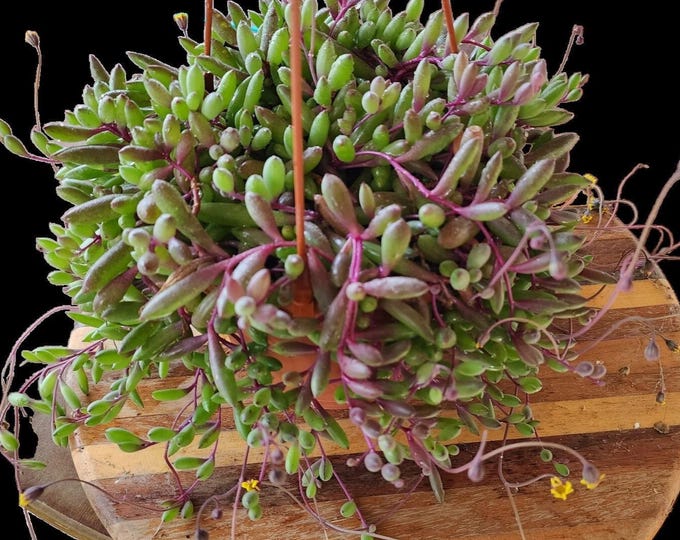 String of Ruby Necklace Succulent Rare Othonna Capensis Hanging Trailing Plant Purple Vine Gift Easy Care Houseplant Drought Tolerant