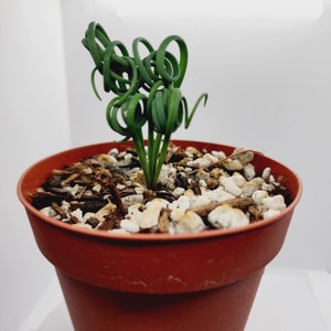 Albuca Spiralis, Frizzle Sizzle, Corkscrew, Albuca Exotic Succulent, Gift for