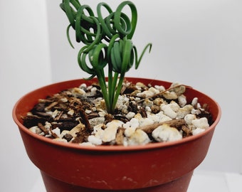 Albuca Spiralis, Frizzle Sizzle Corkscrew Albuca Exotic Succulent Rare Mini Plant Gift for