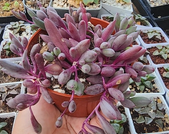 String of Rubies Succulent Trailing Othonna Capensis Ruby Necklace Plant Live Hanging Plant in 2", 4", 6" Pot Low Maintenance Gift