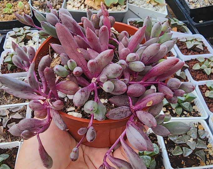 String of Rubies Succulent Trailing Othonna Capensis Ruby Necklace Plant Live Hanging Plant in 2", 4", 6" Pot Low Maintenance Gift