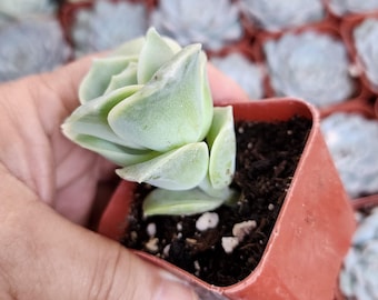 Live Lovely Rose Succulent Rare Graptoveria Plant Gift Easy Care Decor Indoor Plant Office Desk Plant Mother&#39;s Day Gift For Her