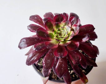 Rare Aeonium Mardi Gras Potted Succulent Plants Live Tabletop Decor Accents for LIve Centerpiece Wedding Table Gift for Her
