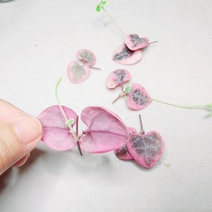 Hands holding delicate trailing stems of VSOH, highlighting size and freshness for buyers.