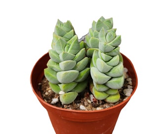 Crassula Moonglow Exotic Live Rare Succulent Plant