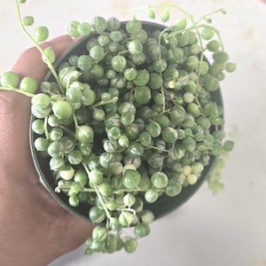 Variegated String of Pearls – Rare Curio rowleyanus 4-Inch Trailing Succulent for Indoor Decor