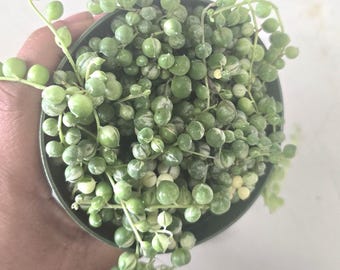 Variegated String of Pearls – Rare Curio rowleyanus 4-Inch Trailing Succulent for Indoor Decor