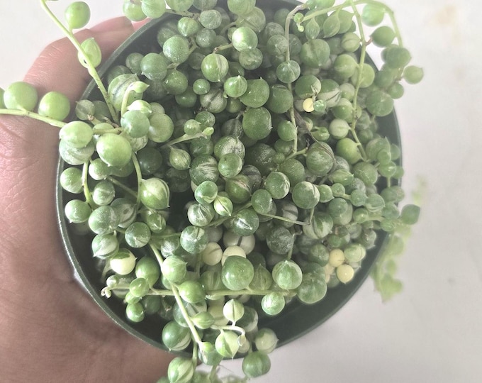 Variegated String of Pearls – Rare Curio rowleyanus 4-Inch Trailing Succulent for Indoor Decor