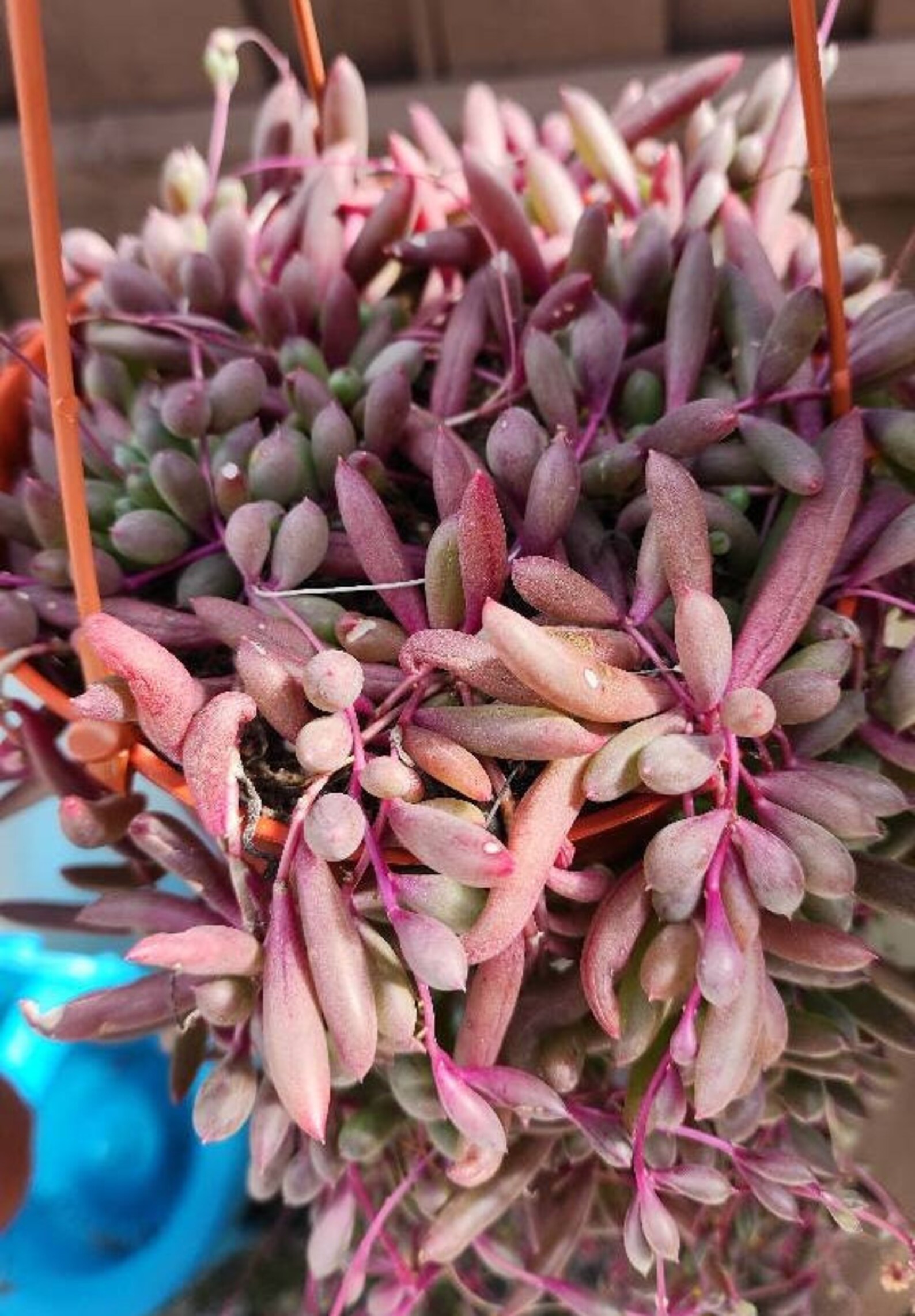 String of Rubies Ruby Necklace Succulent Othonna Capensis Etsy