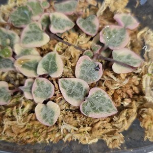 Variegated String of Hearts Cuttings Propagation Plant Rare Succulent Trailing Plant Easy Care Indoor Succulent Gift
