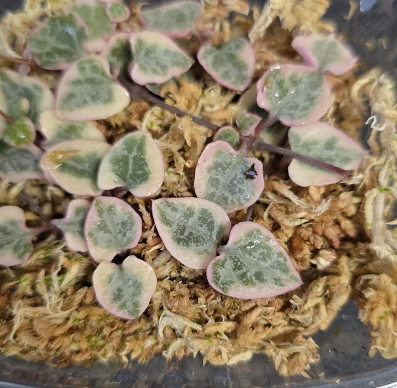 Variegated String of Hearts Cuttings Propagation Plant Rare Succulent Trailing Plant Easy Care Indoor Succulent Gift