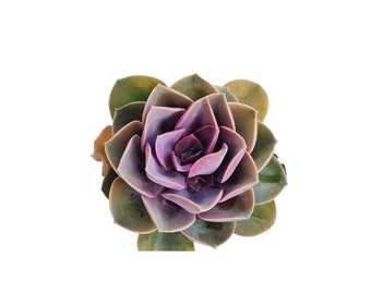 Large Pink Violet Echeveria Perle von Nurnberg Succulent Plant Live Pearly Beauty Queen Succulent DIY Terrarium Fairy Garden Landscape Plant