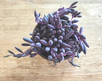 String of Ruby Live Succulent Plant Rare Trailing Hanging Basket Easy Care Unique Gift Decor Vibrant Houseplant