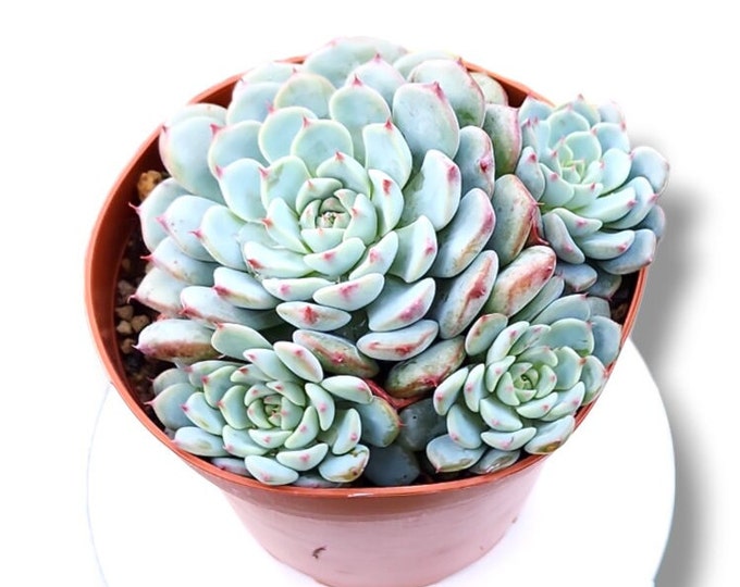 Rare Echeveria Minima Exotic Succulent Houseplants Live Easy-to-Grow Plant