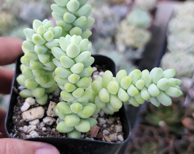 Rare Burro's Tail Succulent Sedum Morganianum