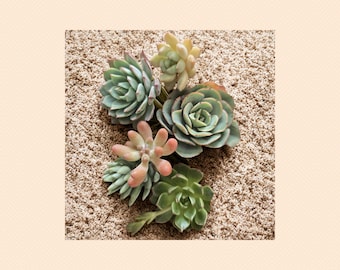 Succulent Cuttings