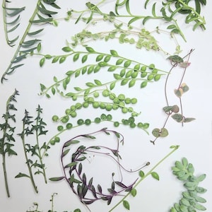 Rare String Succulent Cuttings Bundle: 10+ Varieties for DIY Gardens