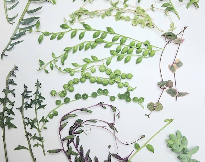 Ultimate String Succulent Cuttings Rare Trailing Plant Bundle for Collector Long Strands DIY Propagation Kit for Succulent Lovers