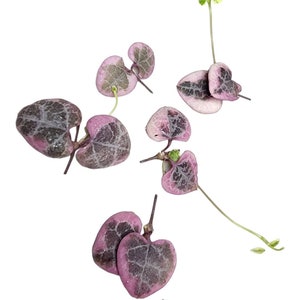 Rare Variegated String of Hearts Cuttings Trailing Succulent for Propagation Easy Care Houseplant Succulent Gift Home Decor