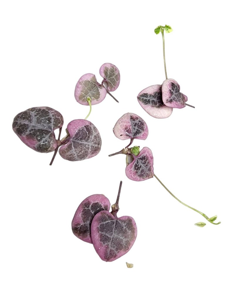 Rare Variegated String of Hearts Cuttings Trailing Succulent for Propagation Easy Care Houseplant Succulent Gift Home Decor