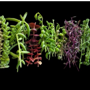 String Succulent Gift for Plant Lover Rare Cuttings Box DIY Propagation Set for Succulent Collector Unique Botanical Gift Idea