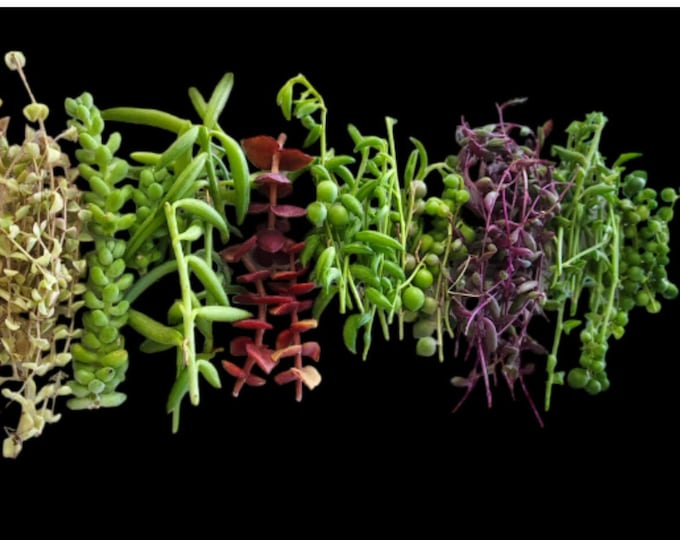 String Succulent Gift for Plant Lover Rare Cuttings Box DIY Propagation Set for Succulent Collector Unique Botanical Gift Idea