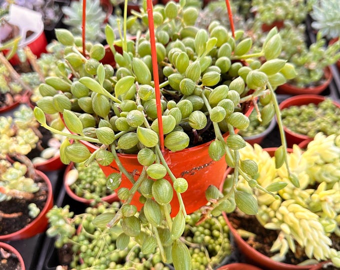 String of Watermelon Succulent Plant Gift for Her Trailing Vine for Basket Easy Care Outdoor Garden Decor Collector Greenery Idea