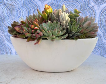 20" Succulent Table Centerpiece in Ceramic Planter Gift for Her Live Plant Gift Indoor Succulent Decor Easy Care Plant Houseplant Gift Idea