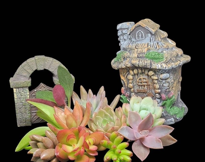 Mini Succulent Cuttings Rainbow Mix DIY Indoor Gift Rare Live Plant Variety Set Bulk Propagation Garden Houseplant Decor Kit
