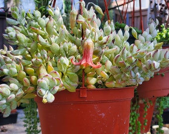 Rare Cotyledon Pendens Succulent, Cliff Hanger Succulent, Trailing Succulent Live Plant Ships in 6 inch pot