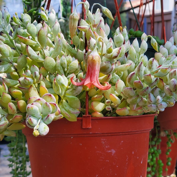 Blooming Cotyledon Pendens Succulent, Cliff Hanger Succulent, Trailing Succulent Live Plant Ships in 6 inch pot