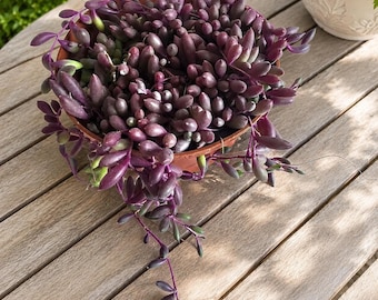 String of Rubies Hanging Succulent Live Trailing Ruby Necklace Plant