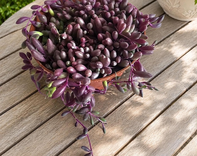 String of Rubies Hanging Succulent Live Trailing Ruby Necklace Plant