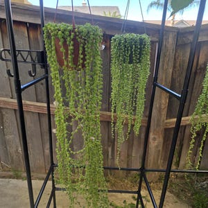 String of Pearls – Long Trailing Succulent Vine for Indoor Decor or Collector Displays