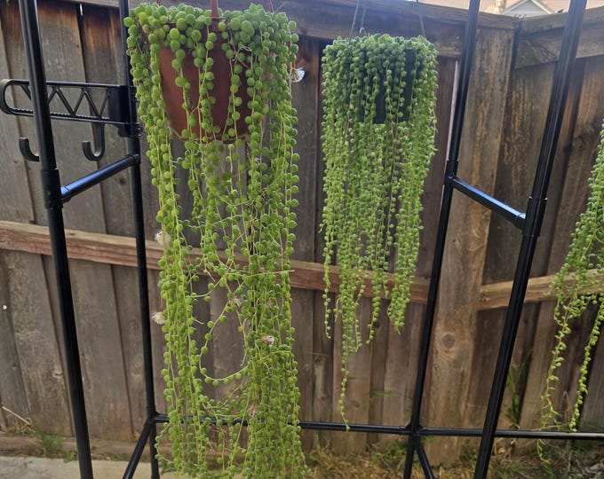 String of Pearls - Long Trailing -