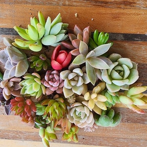 12pcs+ Assorted Mini Live Succulent Cuttings