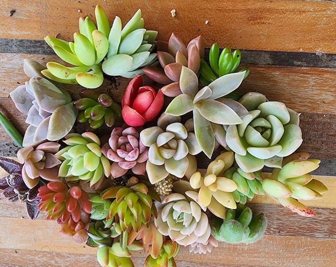 Mini Succulent Cuttings Gift for Desk Decor Office DIY Terrarium Plants Easy Care Tiny Garden Bundle Unrooted Live Set
