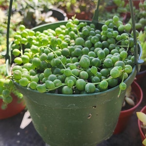 String of Pearls Starter Plant 4&quot; Pot Hanging Succulent Potted Succulent Rare Hanging Plant DIY Fairy Garden Home Decor Exotic Houseplant