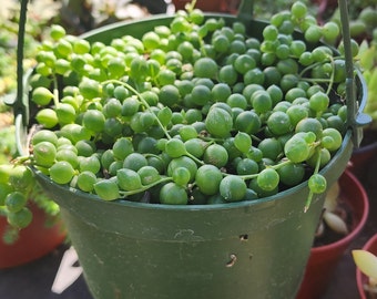 String of Pearls Starter Plant 4" Pot Hanging Succulent Potted Succulent Rare Hanging Plant DIY Fairy Garden Home Decor Exotic Houseplant