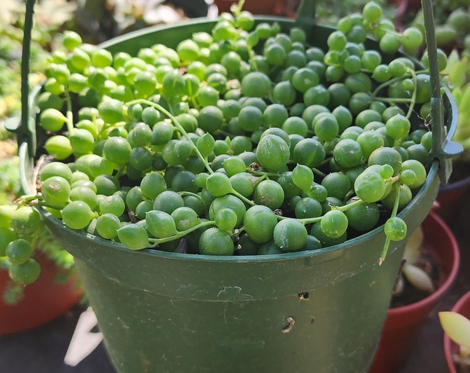 String of Pearls Starter Plant 4" Pot Hanging Succulent Potted Succulent Rare Hanging Plant DIY Fairy Garden Home Decor Exotic Houseplant