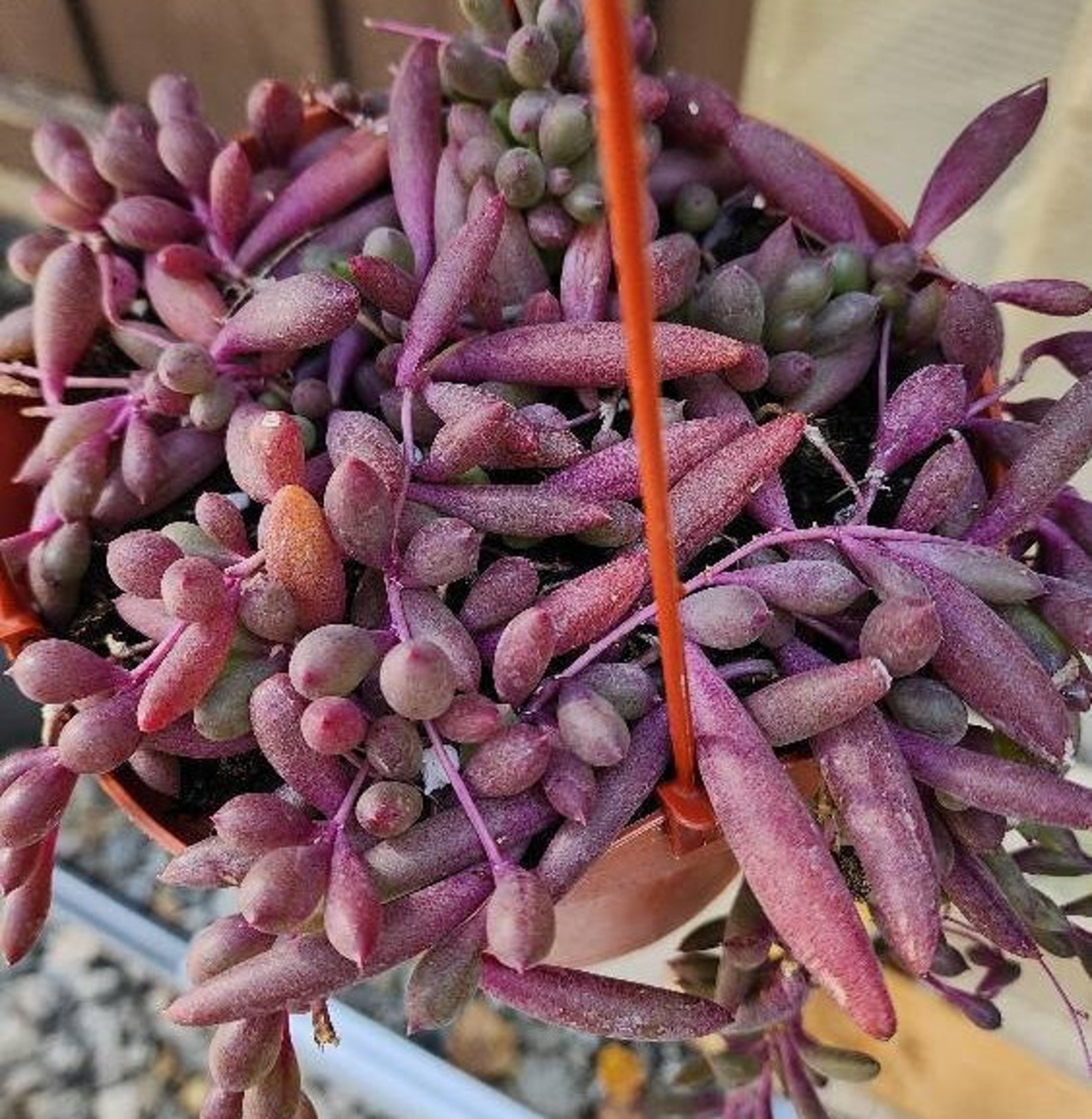 String of Rubies Ruby Necklace Succulent Othonna Capensis Etsy